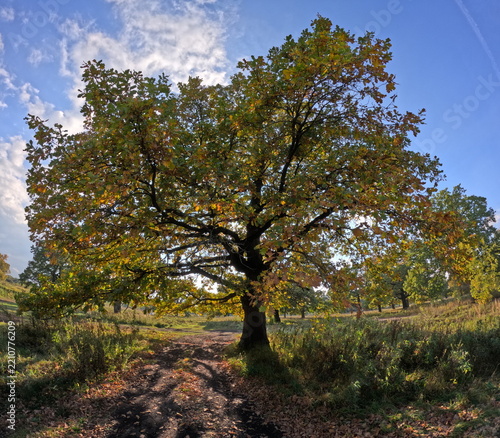 trees in autumn