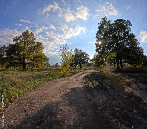 road in the forest