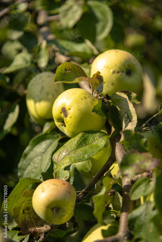 Green apples growing on a tree in an orchard during daylight