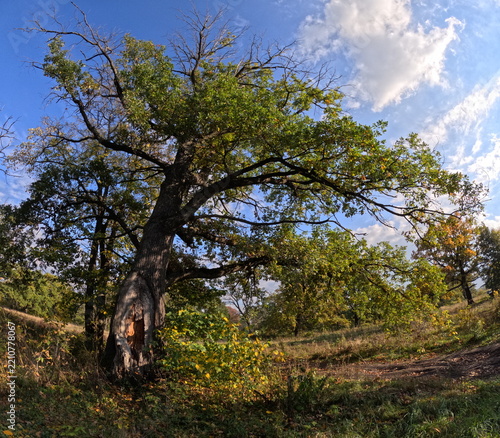 tree in the field