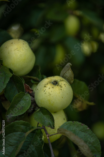 Fresh apples hanging on a tree branch in a garden setting