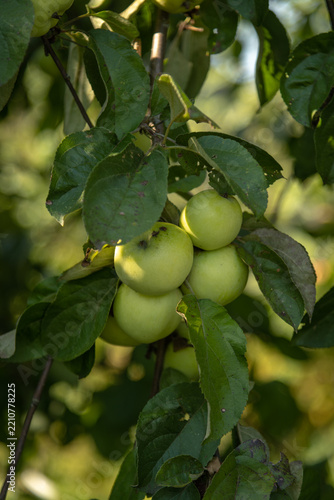 Green apples growing on a branch in an orchard during daytime