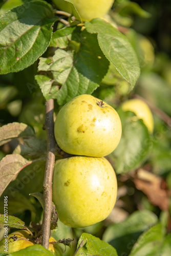Green apples growing on a tree branch in an orchard during daytime