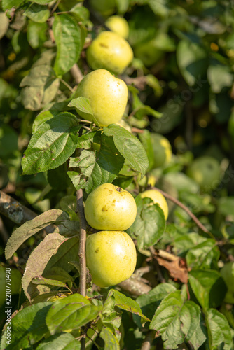 Growing green apples on a tree in the orchard during daytime