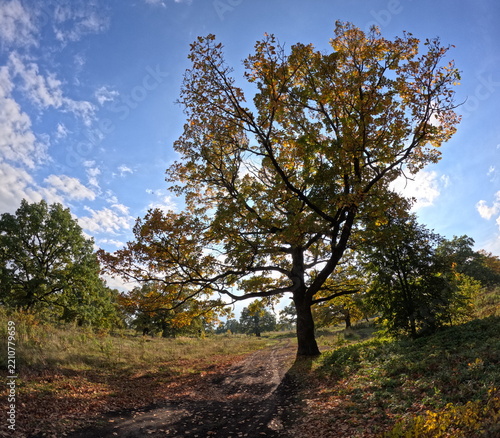 tree in autumn