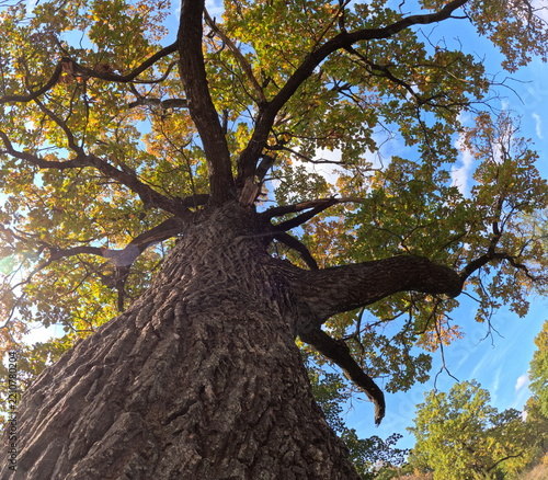 tree in the park