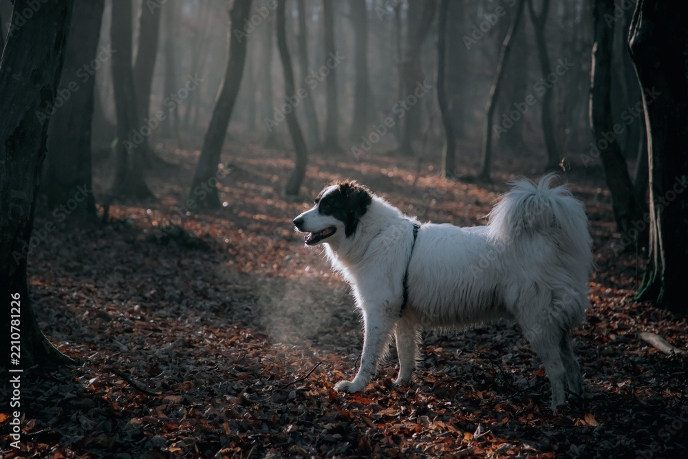 Obraz premium happy white dog playing in foggy forest in late autumn