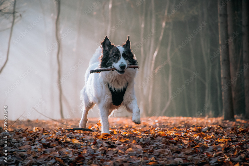 Obraz premium happy white dog playing in foggy forest in late autumn
