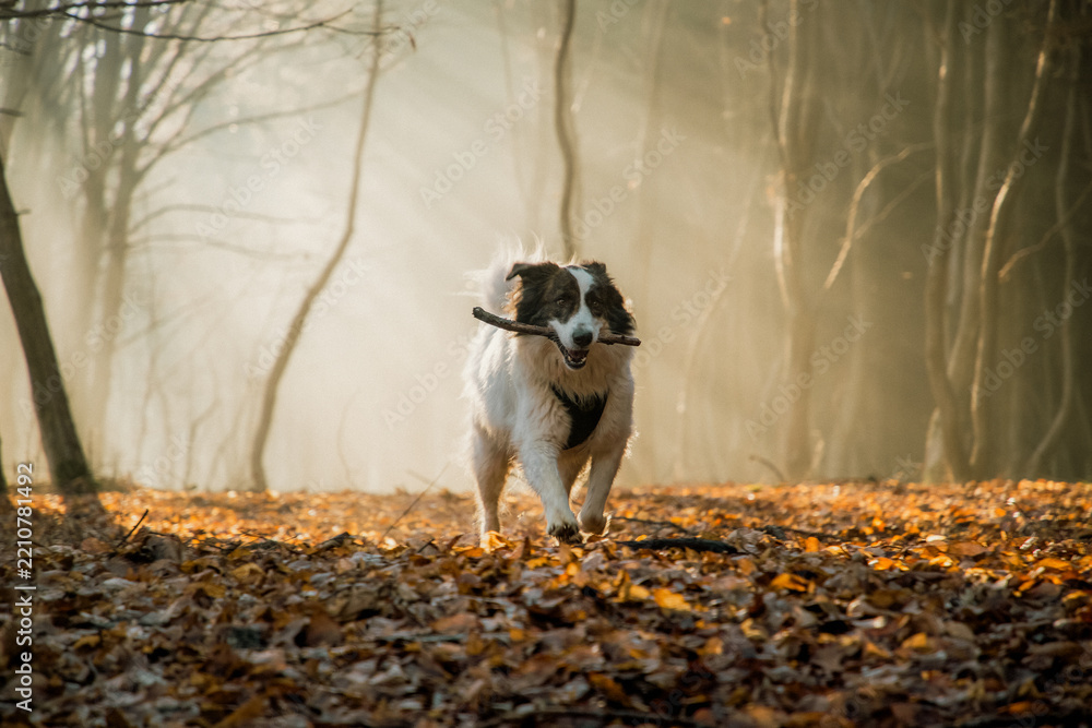 Obraz premium happy white dog playing in foggy forest in late autumn
