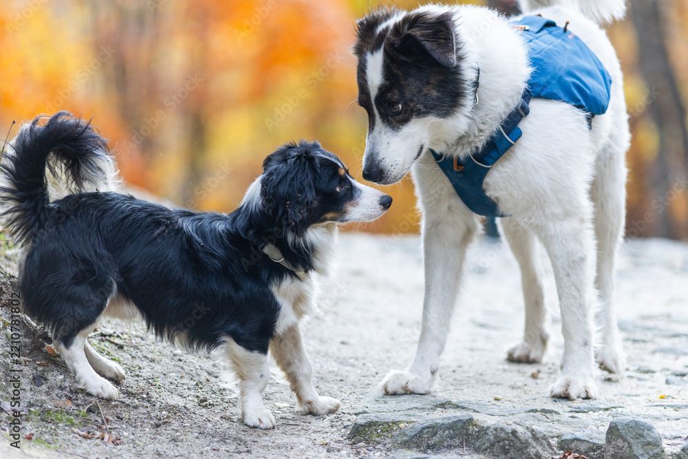 Obraz premium dogs playing outdoors in autumn forest
