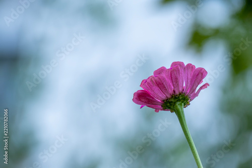 pink zinnia flower