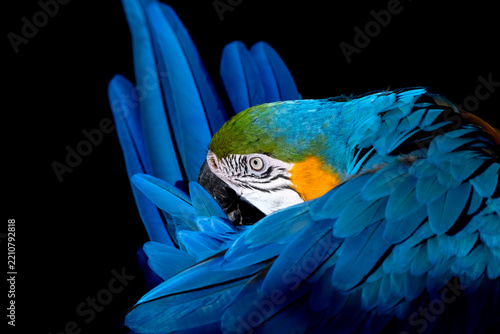 blue and yellow macaw