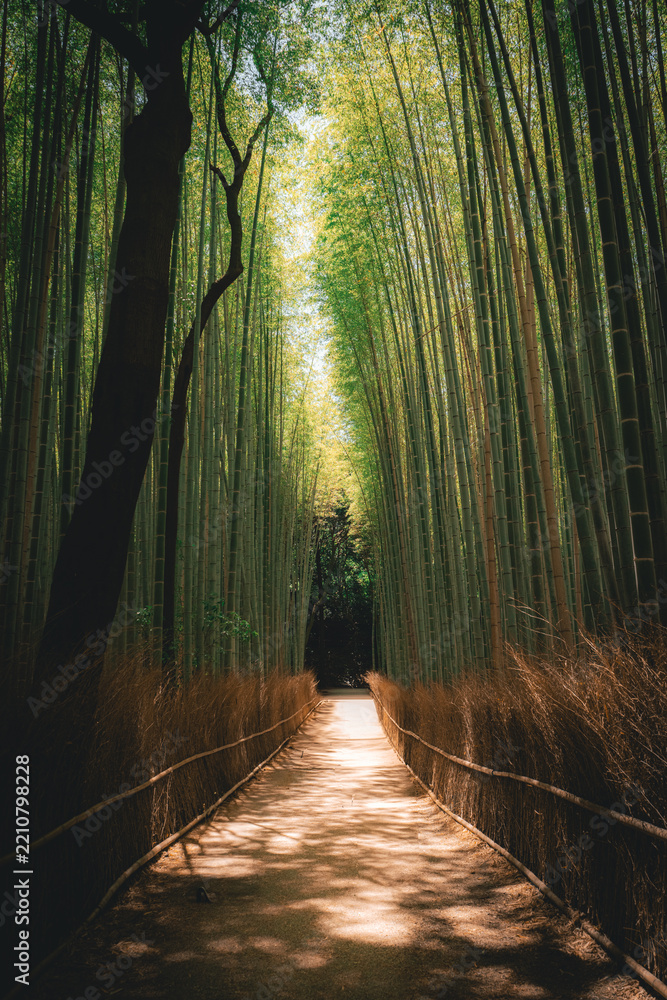 Fototapeta premium Tall green bamboo forest with a path through the stalks, Arashiyama Bamboo Grove, Kyoto, Japan
