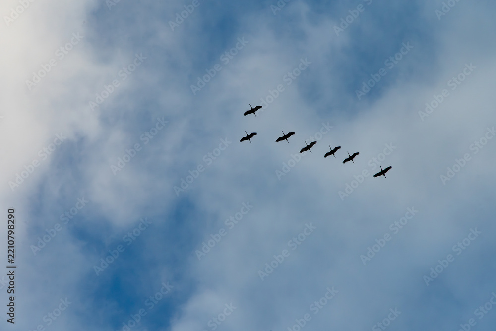 Obraz premium Seven cranes flying south during autumn migration, silhouetted against a blue sky with white clouds and ample copy space.