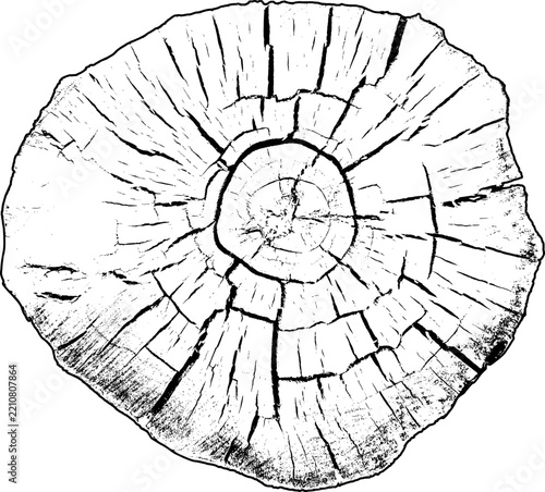 Circular wood slice with broad annual rings and irregular weathered edge