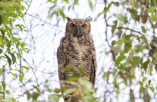 Great Horned Owl Perched in Forest Canopy