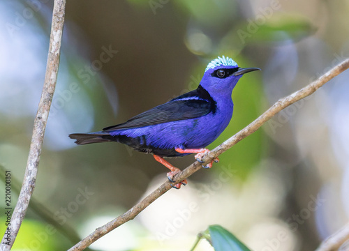 blue bird on a branch