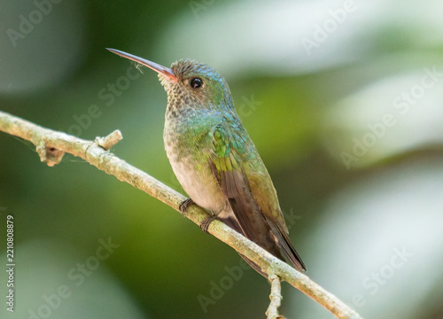 Green Hummingbird Perched on Branch in Tropical Forest