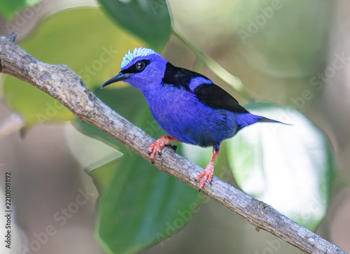 Red-Legged Honeycreeper Perched on Forest Branch