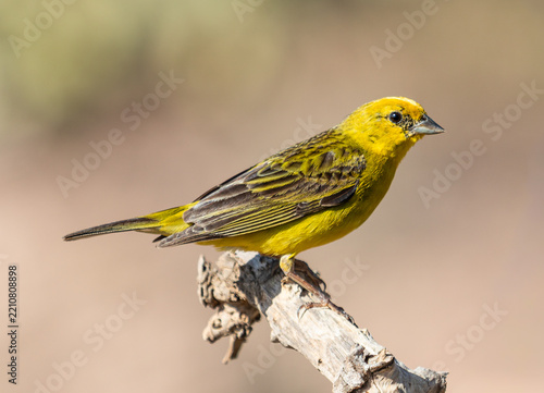 Yellow Finch Perched on Dry Branch