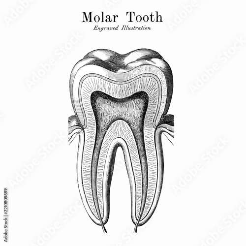 Detailed anatomical illustration of a human molar tooth cross section
