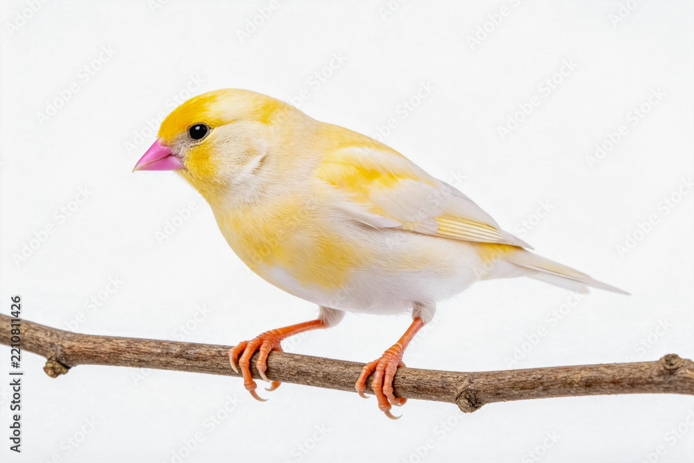 Fototapeta premium A small yellow and white canary perched steadily on a thin brown branch against a plain white background, showing its pink beak and orange claws.