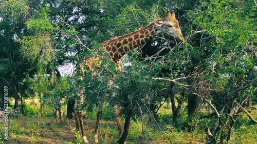 Close-up of a giraffe eating tree leaves in Kruger National Park.