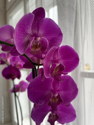 A purple orchid flower in a room by the window.