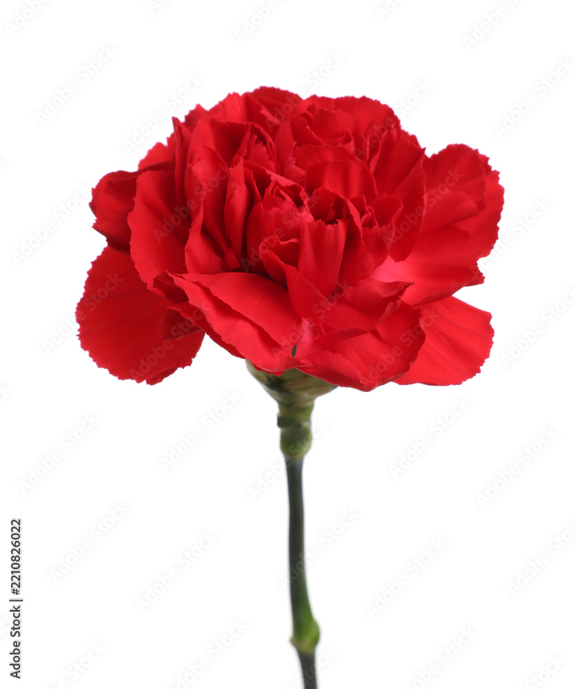 Fototapeta premium One beautiful red carnation flower isolated on white