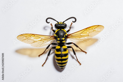A macro shot of a black and yellow striped wasp, a hymenopteran insect, isolated on a plain white background.