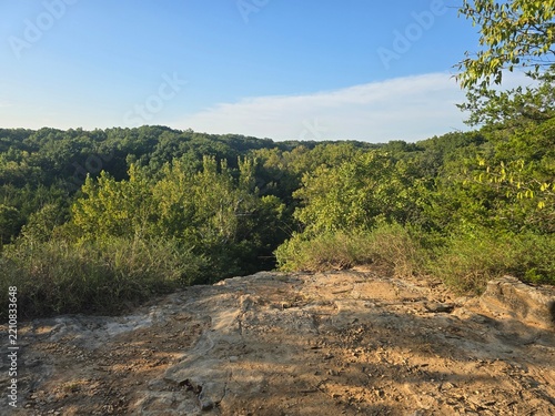 forest in the mountains
