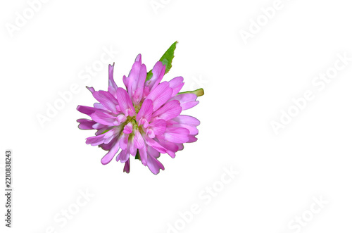 A macro shot of a pink red clover (Trifolium pratense) flower, isolated against a transparent background.