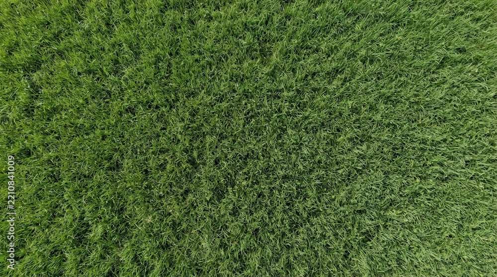 Fototapeta premium Fresh green grass lawn top view
