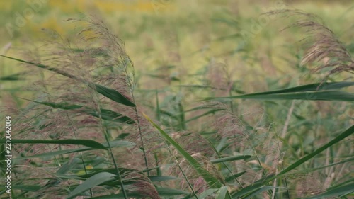 Close-up of Pampas Grass Swaying in the Summer Wind
