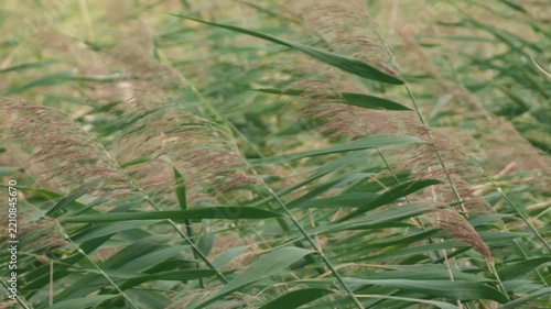 Close-up of Pampas Grass Swaying in the Summer Wind
