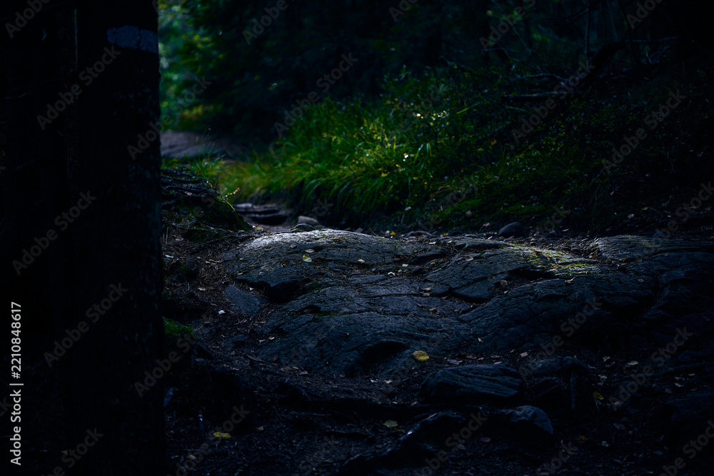 Obraz premium Dark Moody Nordic Forest Trail over Wet Bedrock with Soft Sunlight in Background