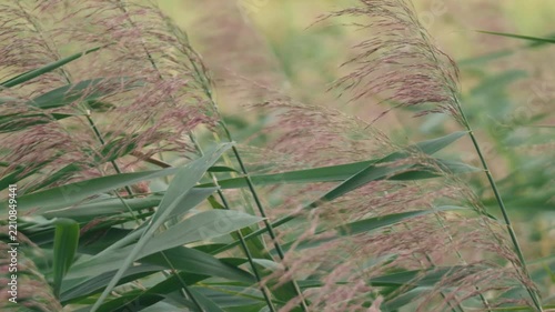 Close-up of Pampas Grass Swaying in the Summer Wind
