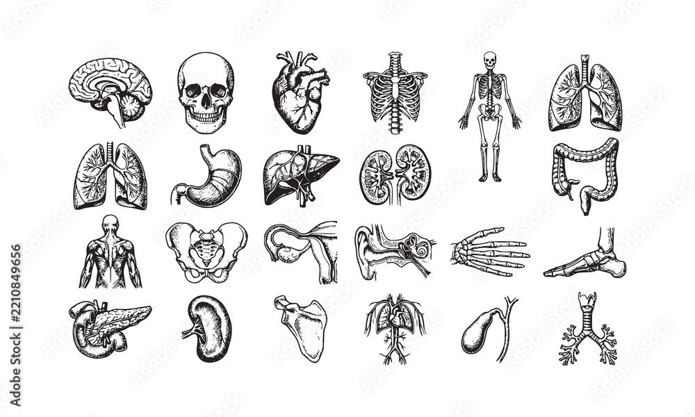 Fototapeta premium Comprehensive human organ and anatomical systems vector collection in classic scientific style