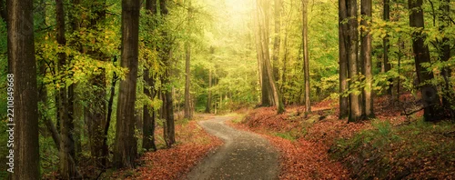 Panel kuchenny z motywem Panoramic tranquil early autumn scenery with a path in a scenic beech forest with a glowing beam of gentle warm light 