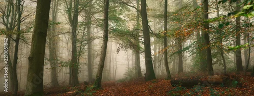 Panel kuchenny z motywem Panoramic forest landscape with a footpath and autumn fog behind tree trunks