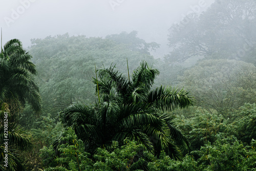 misty morning in the colombian forest