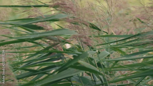 Close-up of Pampas Grass Swaying in the Summer Wind
