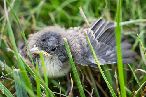 Young Eastern Phoebe bird in the grass in the Midwest United States