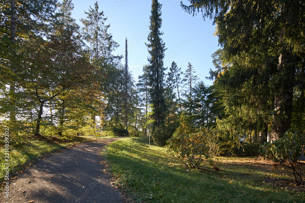 Obraz premium A peaceful walking path winds through a lush park filled with tall trees on a sunny autumn day