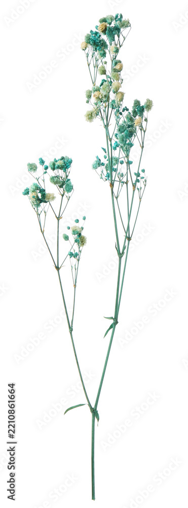 Fototapeta premium Beautiful dried gypsophila flowers isolated on white