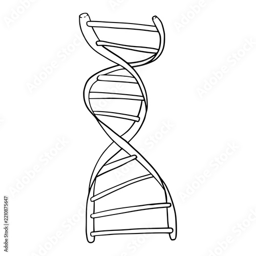 curved double helix dna outlne icon hand drawn illustration