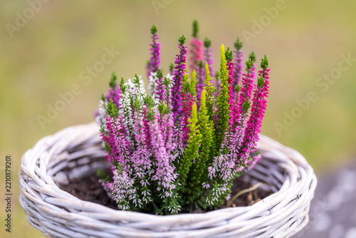 Pink Heather Flowers in Bloom with Soft Bokeh and Shallow Depth of Field