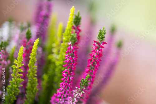 Pink Heather Flowers in Bloom with Soft Bokeh and Shallow Depth of Field