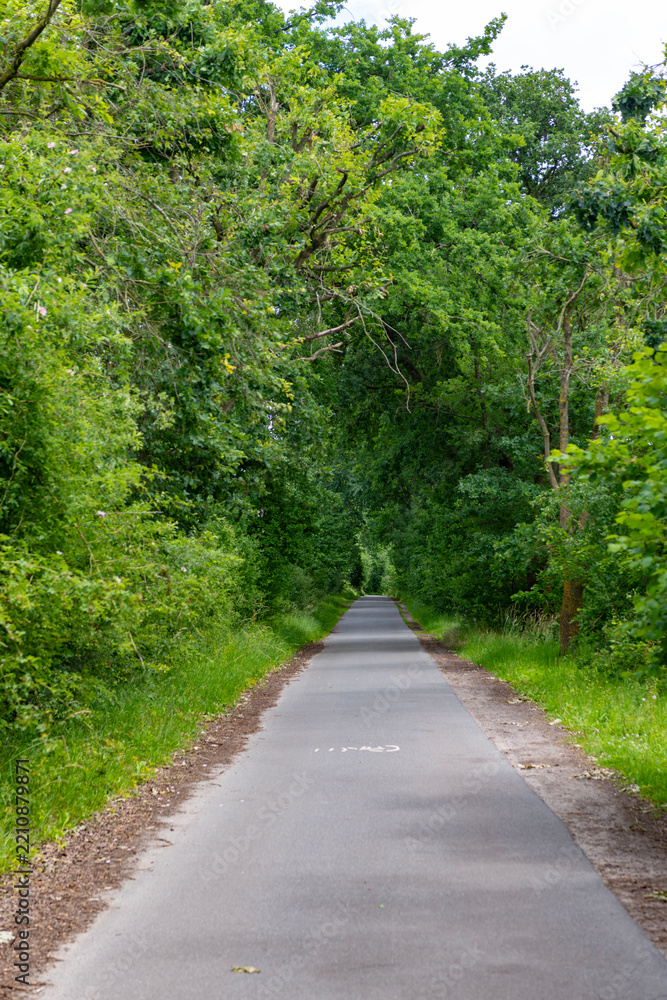 Obraz premium Path way. Nature in mixed forest. Summer park nature. Scenic woodland. Green forest wood in summer. Touristic trail of empty road pathway in forest or park with green lush nature