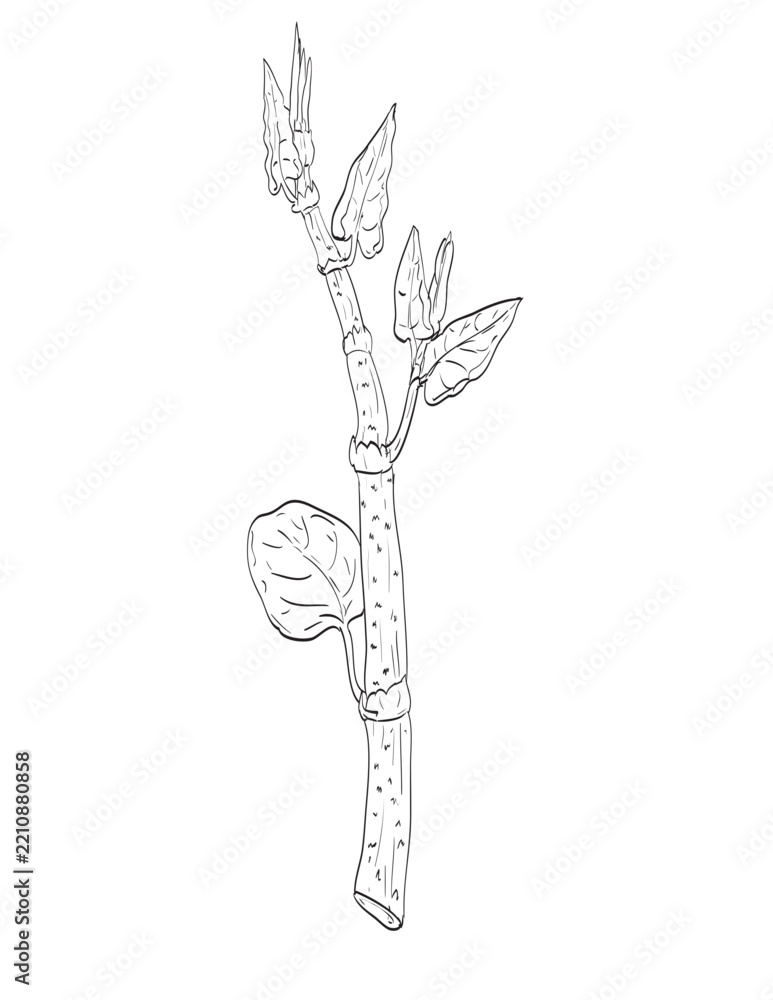 Fototapeta premium Drawing sketch style illustration of Japanese knotweed or Reynoutria japonica an herbaceous perennial and wild edible plant on isolated background done in black and white line art.